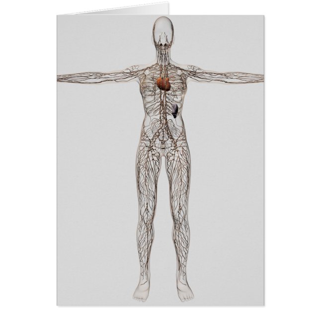 Cartão Ilustração Médica Do Sistema Linfático Feminino (Frente)