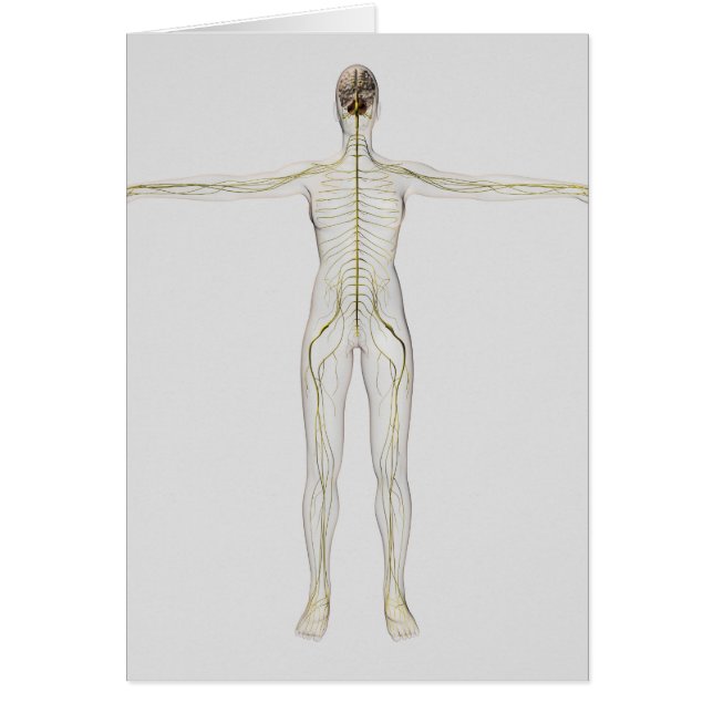 Cartão Ilustração Médica Do Sistema Nervoso Humano (Frente)