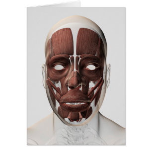 Cartão Ilustração médica dos músculos faciais masculi