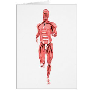 Cartão Ilustração médica dos músculos masculinos que