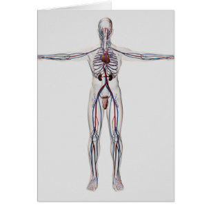 Cartão Ilustração Médica: Sistema de Reprodução Masculino