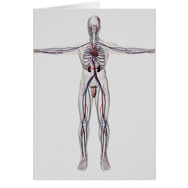 Cartão Ilustração Médica: Sistema de Reprodução Masculino (Frente)