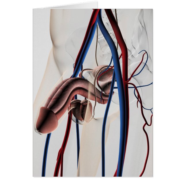 Cartão Ilustração Médica: Sistema de Reprodução Masculino (Frente)