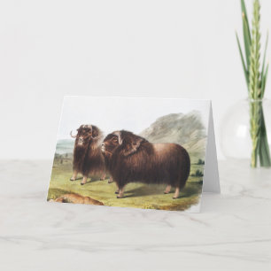 Cartão Ilustração Musk Ox (Ovibos moschatus)