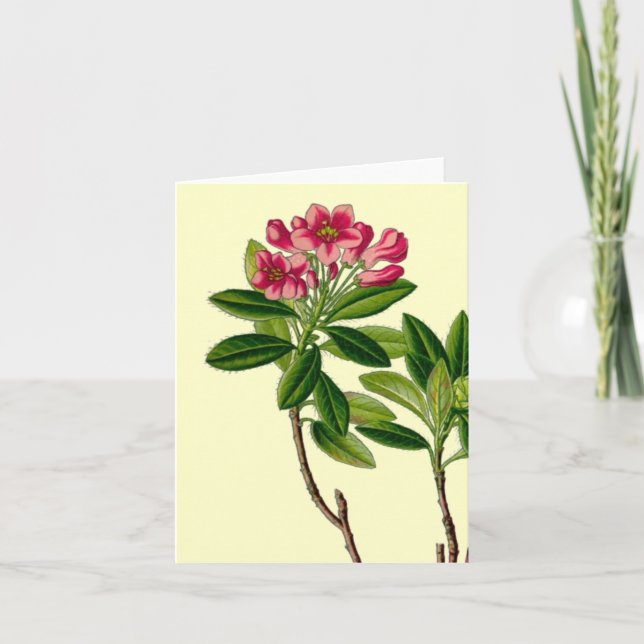 Cartão Ilustração rosa de rododendron (Frente)