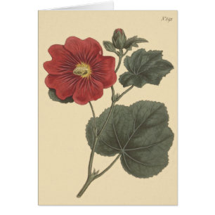 Cartão Ilustração Seringapatam Hollyhock