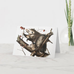 Cartão Ilustração Virginiana Ogambm Didelphis Virginia