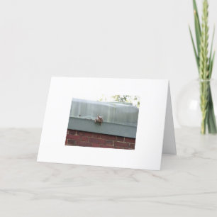 Cartão i'm watching you