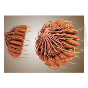 Cartão Imagem Conceitual Da Anatomia Da Mama Feminina 8