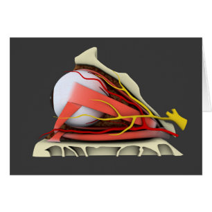 Cartão Imagem Conceitual Da Anatomia Ocular Humana 3