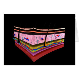 Cartão Imagem Conceitual Das Camadas Da Pele Humana 1