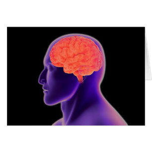 Cartão Imagem Conceitual Do Cérebro Humano 1
