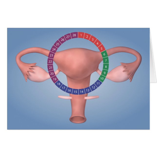 Cartão Imagem Conceitual Do Órgão Reprodutivo Feminino 4 (Frente Horizontal)