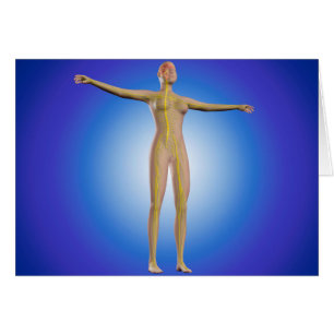 Cartão Imagem Conceitual Do Sistema Nervoso Feminino