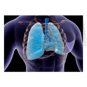 Cartão Imagem Conceitual Dos Pulmões Humanos E Da Gaiola 