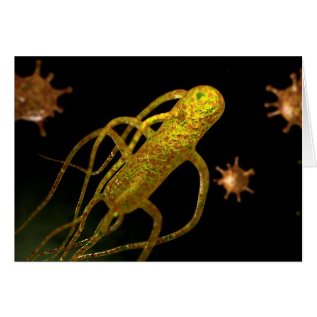 Cartão Imagem Conceptiva De Salmonella Typhi 1 (Frente Horizontal)
