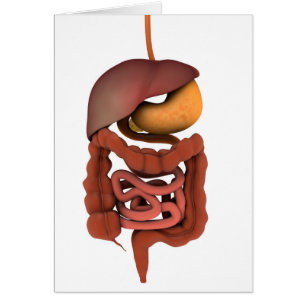 Cartão Imagem conceptual do sistema digestivo humano 2