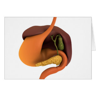 Cartão Imagem conceptual do sistema digestivo humano 4