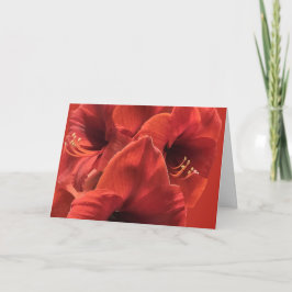 Cartão Imagem de Closeup do Amaryllis Vermelho Terrestre 