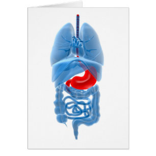 Cartão Imagem De Raios X De Órgãos Internos Com Estômago