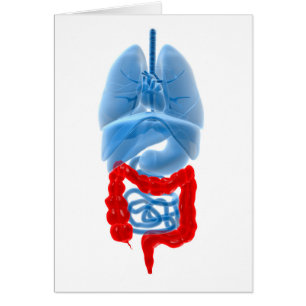 Cartão Imagem De Raios X De Órgãos Internos Com Grande