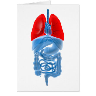 Cartão Imagem De Raios X De Órgãos Internos Com Pulmões