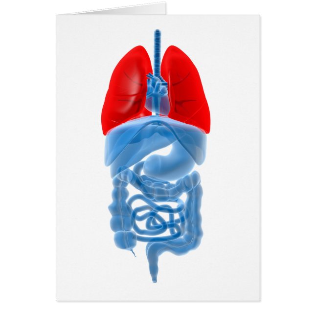 Cartão Imagem De Raios X De Órgãos Internos Com Pulmões (Frente)