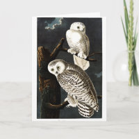 Imagem de Snowy Owl por Audubon