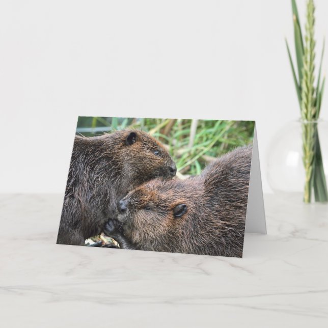Cartão Imagem do Alcance de Beavers (Frente)