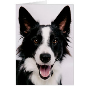 Cartão Imagens de Getty A border collie de sorriso