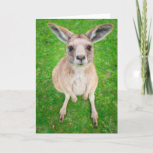Cartão Imagens Getty   Baby Kangaroo
