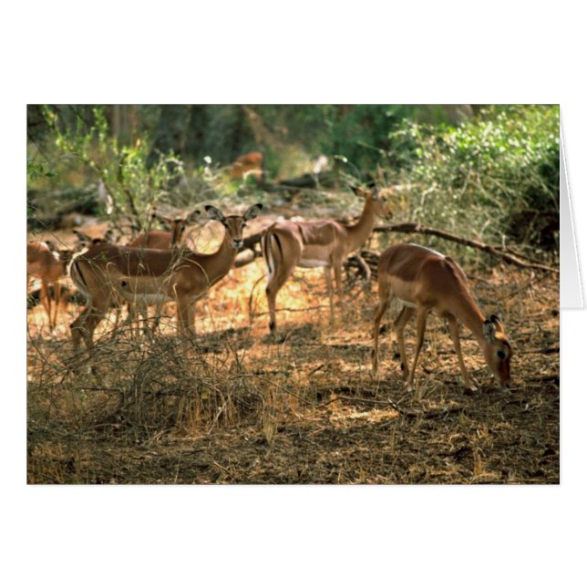 Cartão Impala (Frente Horizontal)
