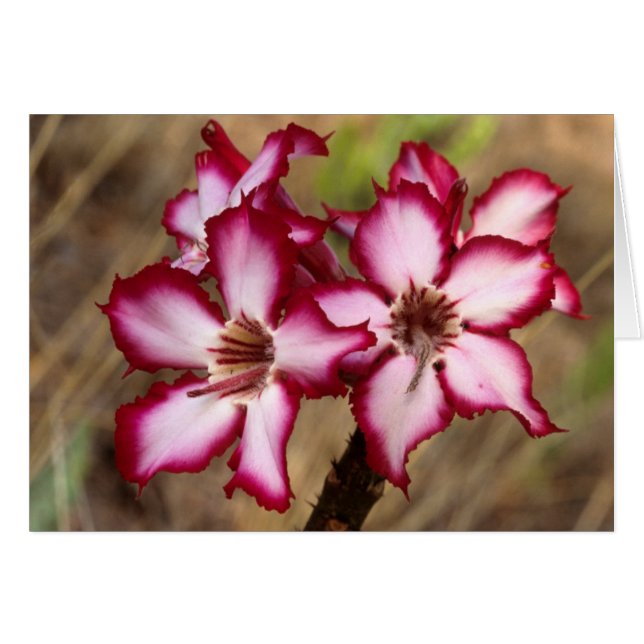 Cartão Impala Lily (Adenium Multiflorum), Kruger (Frente Horizontal)