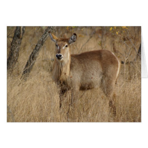 Cartão Impala sul-africano