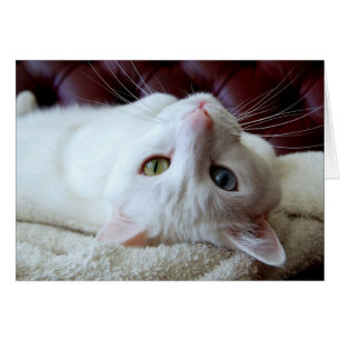 Cartão impar dos olhos do gato turco do angora