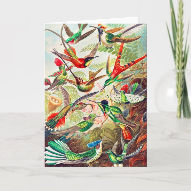 Cartão impressão de 1904 beija-flores (Frente)