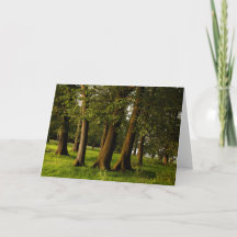 Impressão de Floresta de Carvalho Antigo