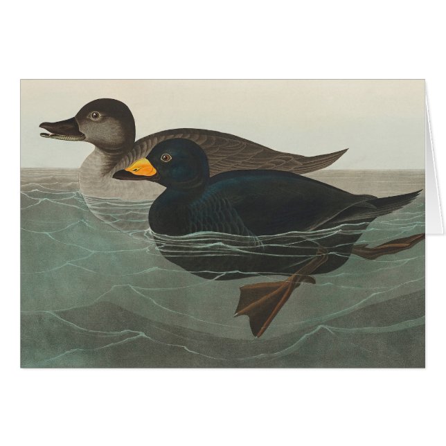 Cartão Impressão do Pato-negro-de-veludo de Audubon: Pato (Frente horizontal)