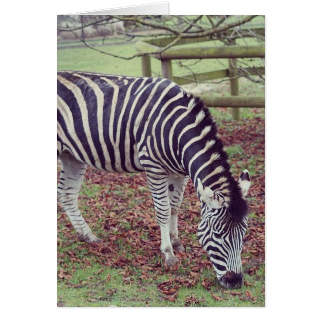 Cartão Impressão Fotográfica de Zebra (Frente)
