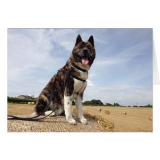 Cartão Inca em Somerset