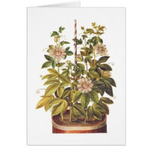 Cartão Incarnata do Passiflora