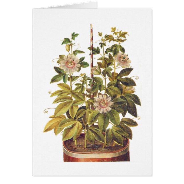 Cartão Incarnata do Passiflora (Frente)