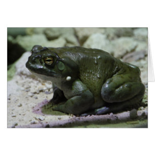 Cartão Incilius alvarius