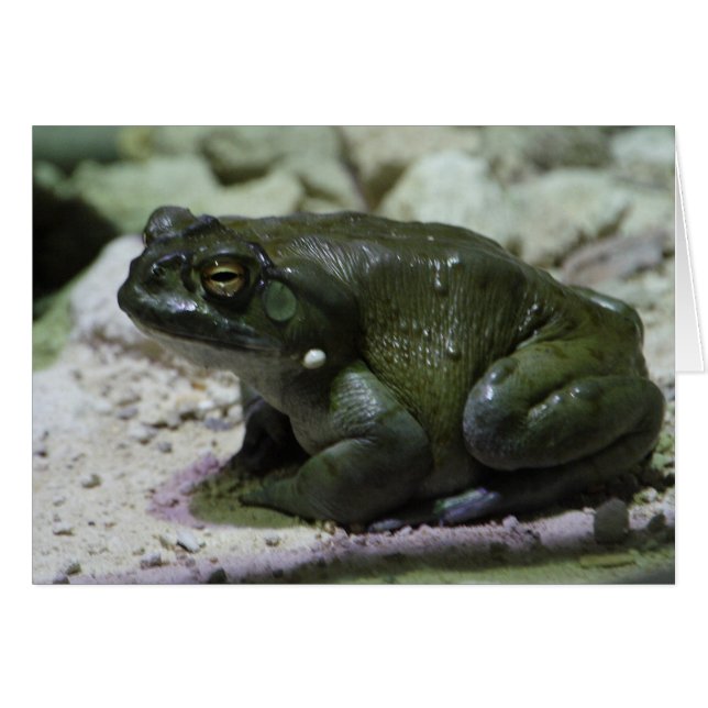 Cartão Incilius alvarius (Frente Horizontal)