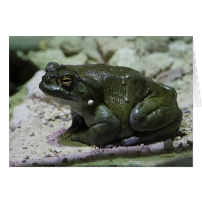 Cartão Incilius alvarius (Frente horizontal)