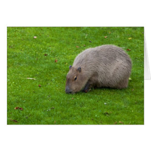 Cartão Incrível Capivara Animal