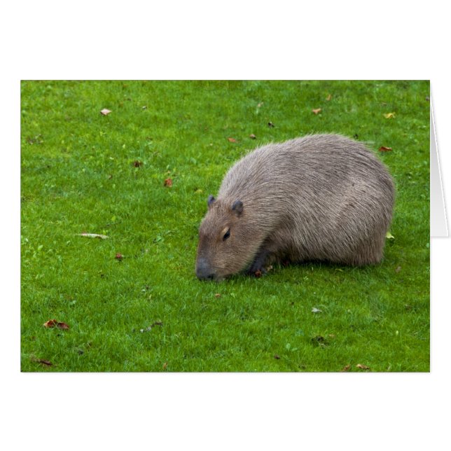 Cartão Incrível Capivara Animal (Frente Horizontal)