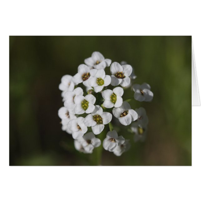 Cartão indefinido (Frente Horizontal)