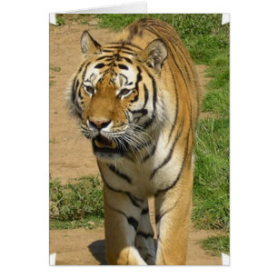 Cartão indeterminado