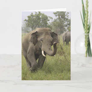 Cartão Indian Asian Elephant Greeting